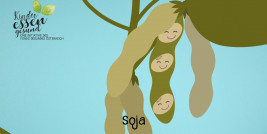 Vorschaubild Soja - Sojabohnen in der Hülse gezeichnet