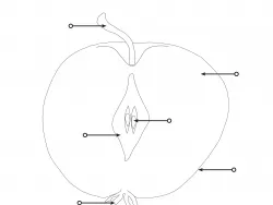 Arbeitsblatt Apfelbestandteile Projekt Schmatzi