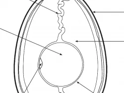 Arbeitsblatt Ei unter der Lupe Projekt Schmatzi