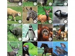 Arbeitsblatt Fleisch Rätsel Projekt Schmatzi