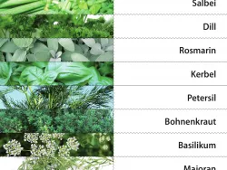 Arbeitsblatt Kräuter-Spannspielblatt Projekt Schmatzi