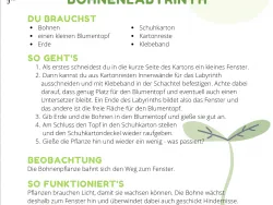 Voransicht Experiment Bohnenlabyrinth