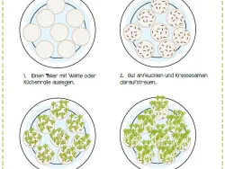 Vorschaubild Anleitung Kresse ziehen