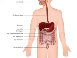 Vorschaubild Unterrichtsmaterial "Verdauung"