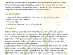 Vorschaubild Anleitung Gemüse nachwachsen lassen