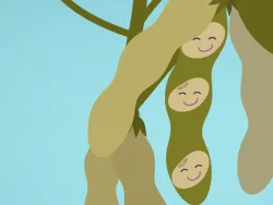 Vorschaubild Soja - Sojabohnen in der Hülse gezeichnet