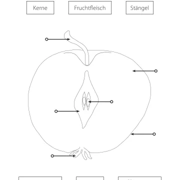 Arbeitsblatt Apfelbestandteile Projekt Schmatzi
