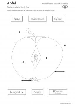 Arbeitsblatt Apfelbestandteile Projekt Schmatzi
