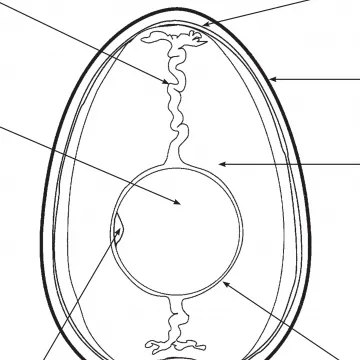 Arbeitsblatt Ei unter der Lupe Projekt Schmatzi