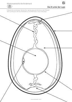 Arbeitsblatt Ei Unter Der Lupe Initiative Kinder Essen Gesund
