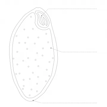 Arbeitsblatt Getreidekorn Projekt Schmatzi