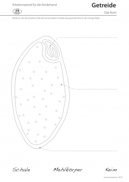 Arbeitsblatt Getreidekorn Projekt Schmatzi