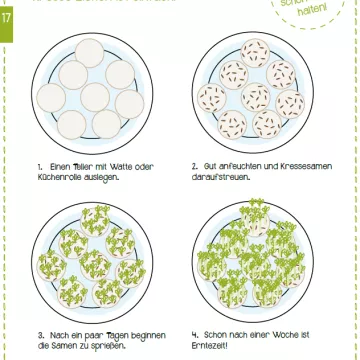 Vorschaubild Anleitung Kresse ziehen