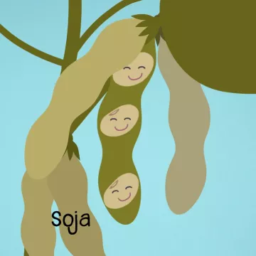 Vorschaubild Soja - Sojabohnen in der Hülse gezeichnet
