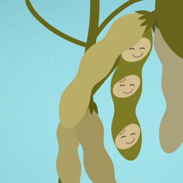 Vorschaubild Soja - Sojabohnen in der Hülse gezeichnet