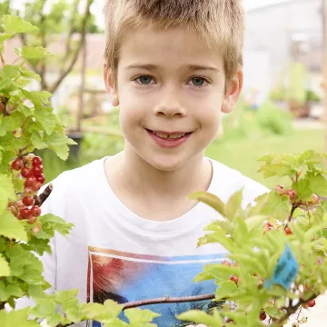 Bub schaut durch Ribiselstrauch